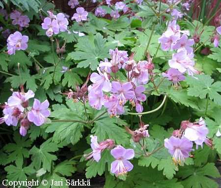 Geranium macrorrhizum Ingversens Variety, tuoksukurjenpolvi